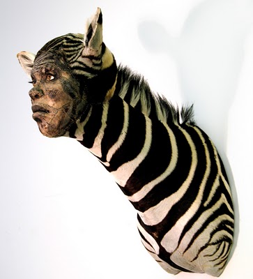 zebra kate clark